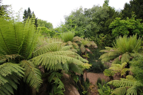 The Garden's prehistoric Evolution Dell